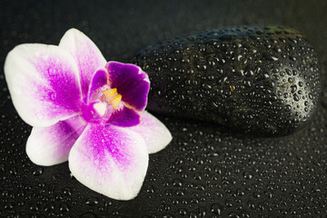 Fototapeta na wymiar Pink orchid with black stone and water drops on black background