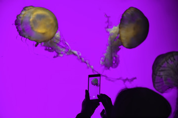 People observing and taking photo of jellyfish with cellphone in the aquarium