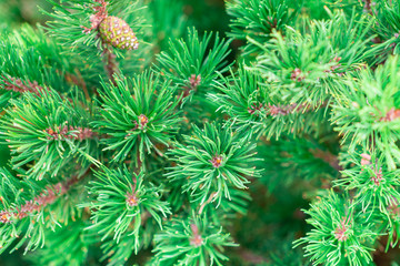 background of green pine branches