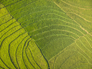 Green rice field aerial top view; Yogyakarta, Indonesia - 15 July 2018