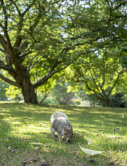 Squirrel with red grape eating in park
