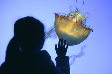 little girl observing jellyfish in the aquarium