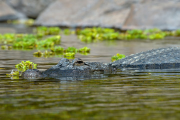Crocodile swimming in water