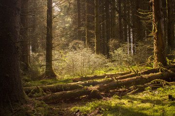 View of a hidden glade in a beautiful Scottish forest 