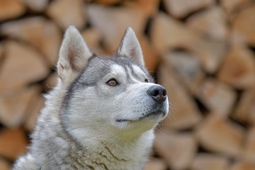 adult dog breed alaskan malamute, fluffy, wet and dirty stand outdoors is very similar to a wolf, a rare type of muzzle, dog, doggy, pawl, doggie