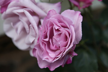 Fototapeta premium Pink Rose