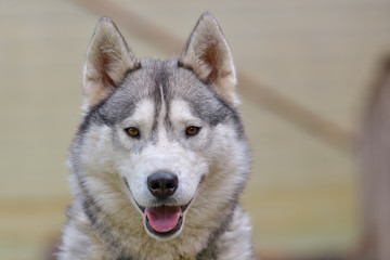 adult dog breed alaskan malamute, fluffy, wet and dirty stand outdoors is very similar to a wolf, a rare type of muzzle, dog, doggy, pawl, doggie