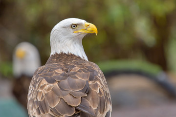 The Bald Eagle (Haliaeetus leucocephalus) portrait