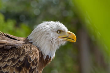 The Bald Eagle (Haliaeetus leucocephalus) portrait