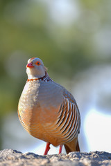 Portrait of a barbary partridge, alectoris barbara, spotted in the bottom of Masca canyon, Tenerife