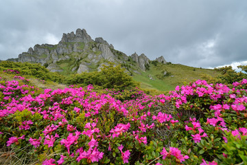 Fototapeta premium Wondeful summer landscape, spectacular colorful pink rhododendron mountain flowers on the hills in Ciucas mountains, Carpathians, Transylvania, Romania, Europe