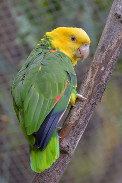 Close up of the yellow-headed parrot, otherwise known as the yellow-headed amazon. A popular pet species from south america on the endangered list of birds.