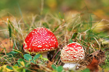 Red Amanita, Poisonous Organism, close up shot