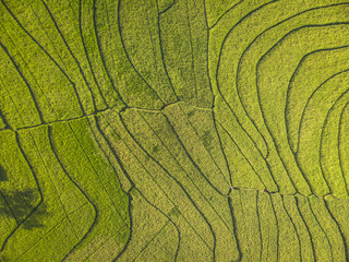 Green rice field aerial top view; Yogyakarta, Indonesia - 15 July 2018