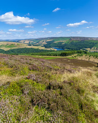 Naklejka premium The Moor.