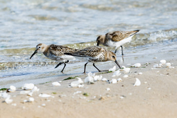 Sandpiper on seashore. Baltic seaside.