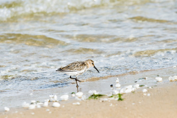 Sandpiper on seashore. Baltic seaside.