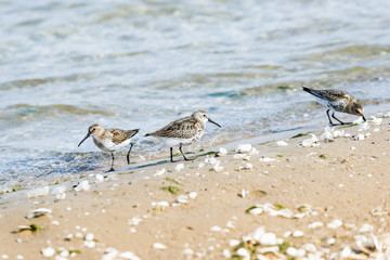 Sandpiper on seashore. Baltic seaside.