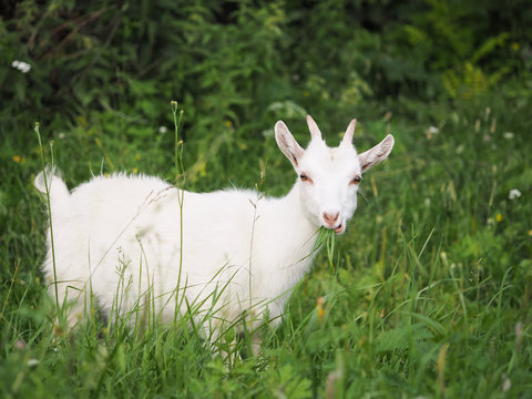 White cute goat eating grass. Portrait of an agricultural animal