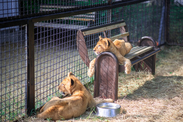 lions sleeping on the ground