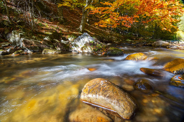 A slow moving stream in a forest decked out in fall colors