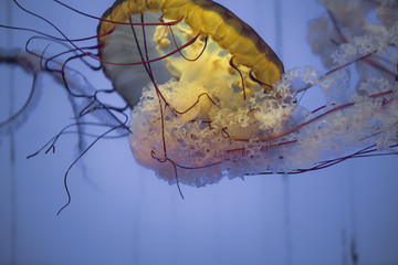 jellyfish in the aquarium