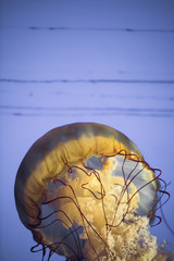 jellyfish in the aquarium