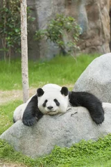 Crédence de cuisine en verre imprimé Panda Ours panda géant endormi