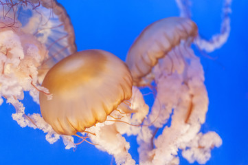  jellyfish (Chrysaora fuscescens or Pacific sea nettle) with blue sea background