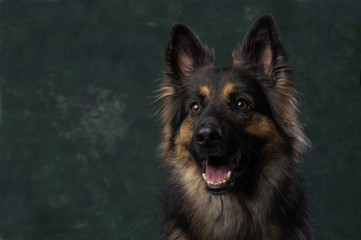 Duitse Herder, German Shephard