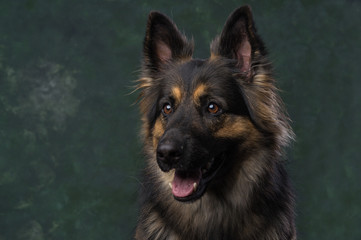 Duitse Herder, German Shephard