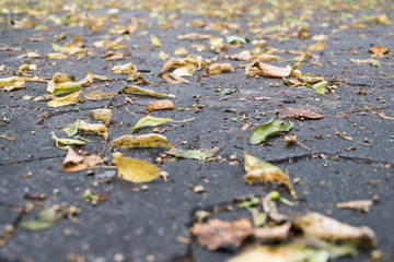 yellow leaves on the sidewalk of the pavement