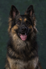 Duitse Herder, German Shephard