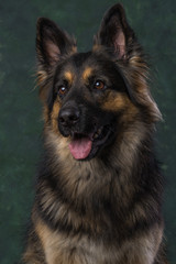 Duitse Herder, German Shephard