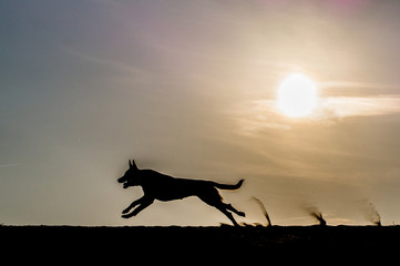 Running dog with sunset