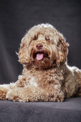 Labradoodle