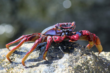 TIERE_4903_rote_Klippenkrabbe