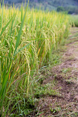 Paddy rice field in countryside Thailand.