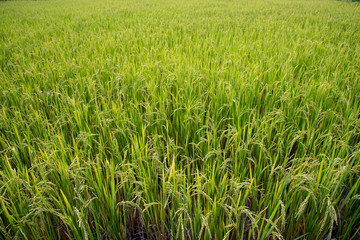 Obraz premium Green ear of rice in paddy rice field