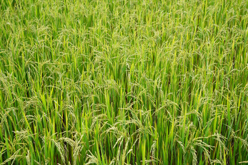 Green ear of rice in paddy rice field