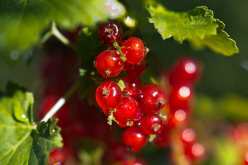 Red currant after rain close up