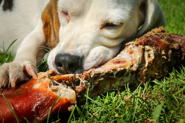 Beagle lying on meadow and eat bone