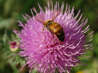 ape in natura sul fiore