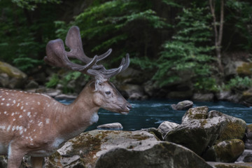 Naklejka na ściany i meble beautiful spotted deer with large branched horns walks along a fantastic mountain river.