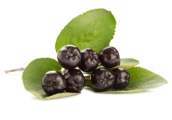 Close up of aronia chokeberry isolated on white.
