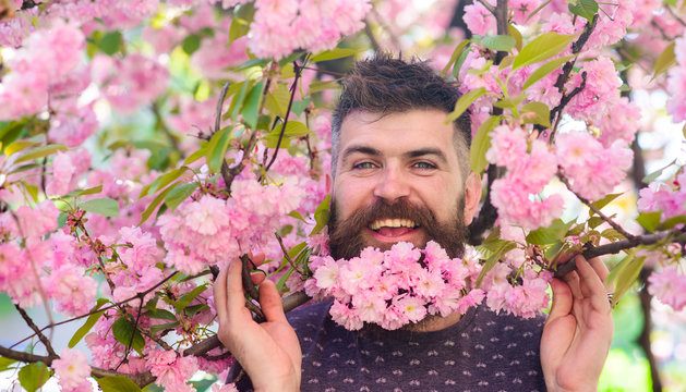 Man with beard and mustache on happy face near branches with tender pink flowers. Hipster with sakura blossom in beard. Springtime concept. Bearded man with bloom of sakura tree on background.