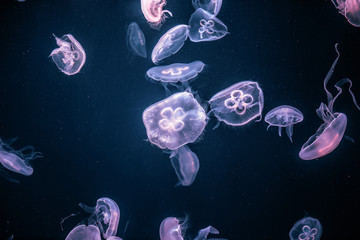jellyfish in the aquarium © Bob