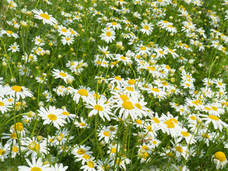 flower Daisy flowers background, summer