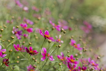 Obraz premium Purple flowers