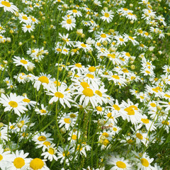 flower Daisy flowers background, summer